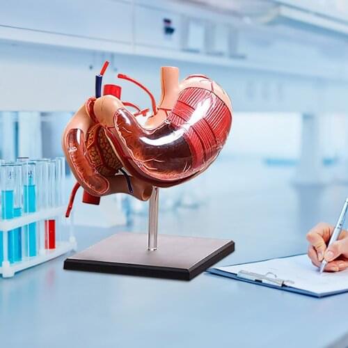 Technology Educational Toys Biological Stomach Anatomical Model Human Anatomy Model Montessori Toys For Children Experience 2021