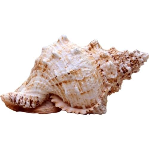 NATURAL CONCH SHELL NATURAL LARGE FROG NATURAL FAMILY DECORATIONS MARINE WIND MEDITERRANEAN ORNAMENTS SEA SNAIL SPECIMENS CRAFTS
