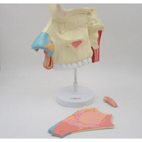 3 Times Enlarged Nasal Cavity Model Human Nose Anatomical Model Olfactory Epithelium Nasal Septum Anatomy Medical Teaching Tool