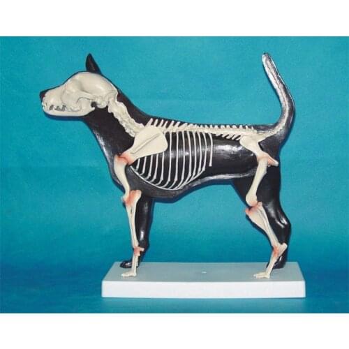 Half anatomy of dog bones Animal skeleton anatomy model Veterinary medicine teaching aids 32*29.5*11cm