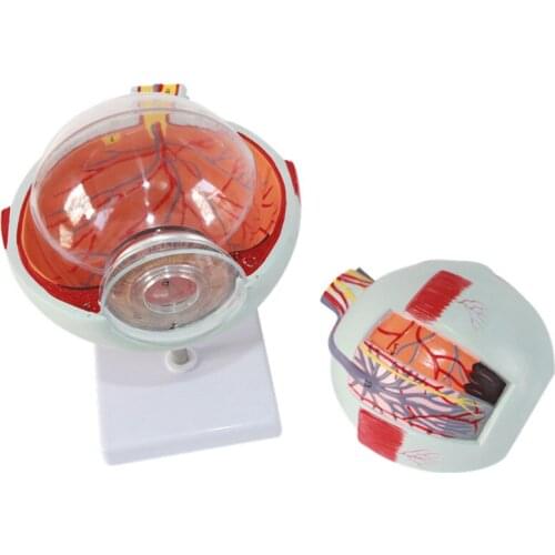 3X Eyeball enlargement anatomy model Eyecare medical eye anatomy educational model 6 parts