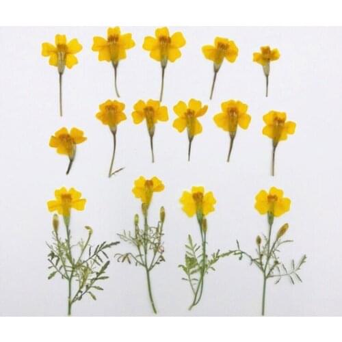 60pcs 3-6cm Pressed Dried Tagetes Patula L. Yellow Flower Plants Herbarium For Jewelry Bookmark Postcard Phone Case Making