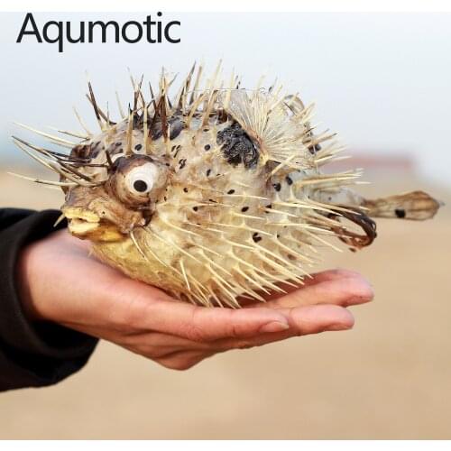 Aqumotic Mediterranean Porcupine Fish Natural Thorn Filefish Specimen Decoration Hanging Fossil Sample Collection Specimens