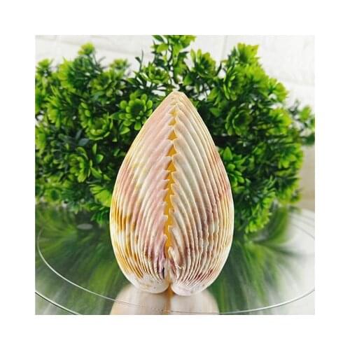 Phoenix couple shell conch fish tank decoration aquarium landscaping collection ornaments for men and women friends platform
