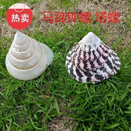 Free Shipping Natural Conch and Shell Coral Conch Shell Horseshoe Snail Fluorescent Snail Collection Gift Home Decoration