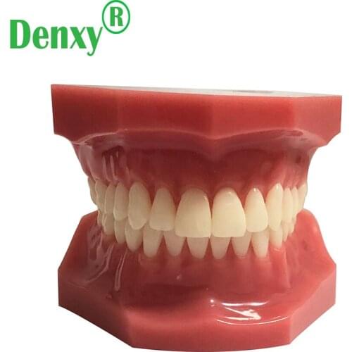 Denxy HigQuality Resin Orthodontic Teeth model Dental Disease Tooth Model New Dentist Traning In The School Dental Typodont