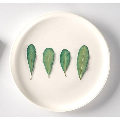 120pcs Pressed Dried Flower Pyracantha Fortuneana Leaf Herbarium Epoxy Jewelry Bookmark Phone Case Makeup Nail Art Craft DIY