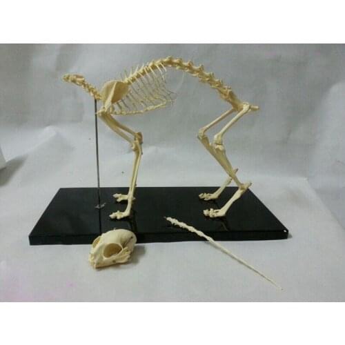 Free shipping cat skeleton model life size cat model animal skeleton model