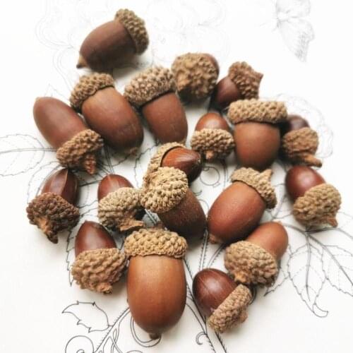 50pcs,Natural Real Dried Acorn,Eternell Acorn Display flower material for Wedding Party home Decoration accessories,DIY gift box