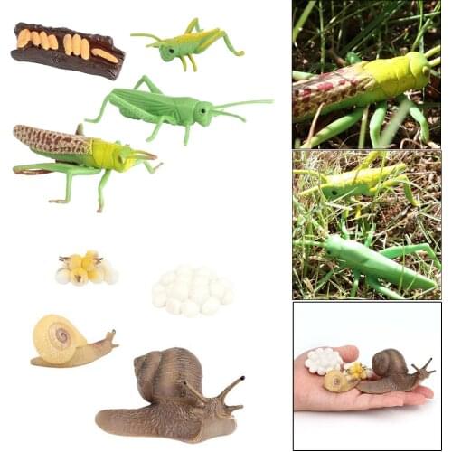 2 set Plastic Growth Life Cycle Playset Educational Cognitive Classroom Toys