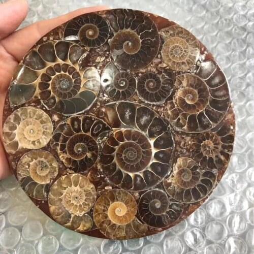 1Pcs Ammonite Slice Plate Natura Shell a compassl MADAGASCAR SPECIMEN HEALING fashion wedding decoration
