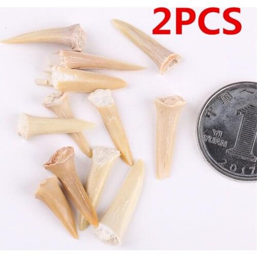 2PCS Shark Tooth Fossil Natural Marine Biology Science Teaching Specimen Diy Material Gift Collection Ornament