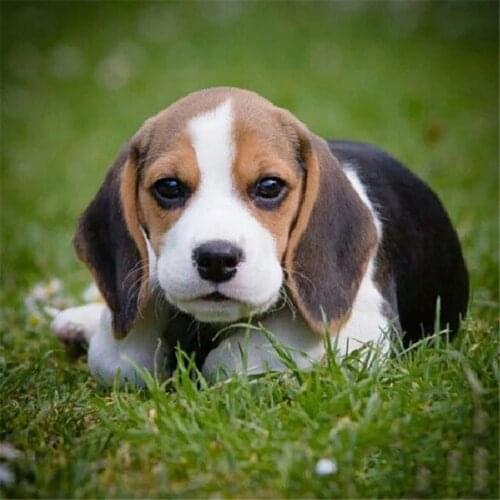 Animal Dog Beagle Printed 11CT Cross-Stitch Full Kit DIY Embroidery DMC Threads Needlework Handiwork Hobby Handmade Package