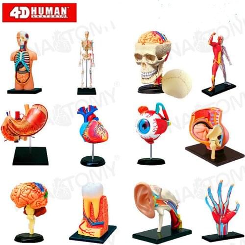 4D MASTER Childrens popular science human anatomy model assembly toy gift DIY body structure teaching