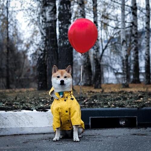 Pet dog four seasons windproof and rainproof dog raincoat dog pet jacket jacket coat French bulldog medium and large dog clothes