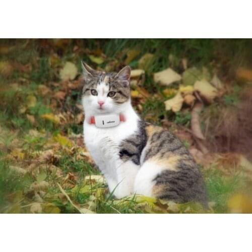 Original TKSTAR pet tracker TK909 IPX6 waterproof / accurate tracker / support PET / personal GSM/GPRS Tracker,free platform