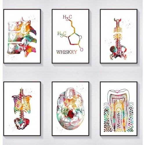 Skeleton Torso Skull View Spine Vertebrae Teeth Breast Tooth Structure Anatomy Medical and Scientific Canvas Painting Poster