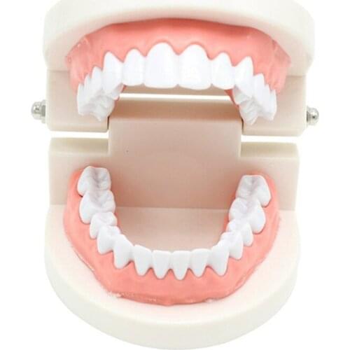 Standard Tooth Model Soft Gums for 28 teeth Dental Model for Teaching kindergarten Brush teeth model Dental Lab Model Decay