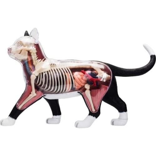 4d Cat Animal Anatomy Model Skeleton Medical Teaching Aid Laboratory Education classroom Equipment master puzzle Assembling Toy