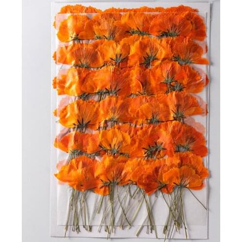 250pcs Pressed Dried Flower Side Cosmos sulphureus Herbarium For Epoxy Resin Jewelry Making Face Makeup Nail Art Craft DIY