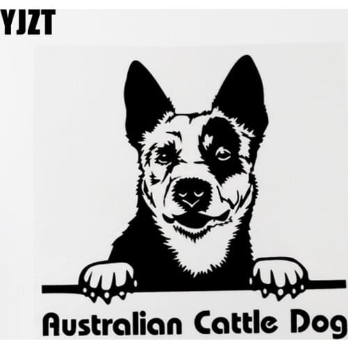 YJZT 16.6CM×15.4CM Australian Cattle Dog Peeking Vinyl Car Sticker Decal Black/Silver 8C-0570