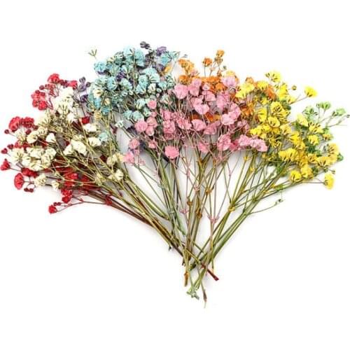 12pcs/set Colorful Lavender Natural Dried Flowers Plants Mini Real Bouquets Home Decoration Photography Props Art Craft