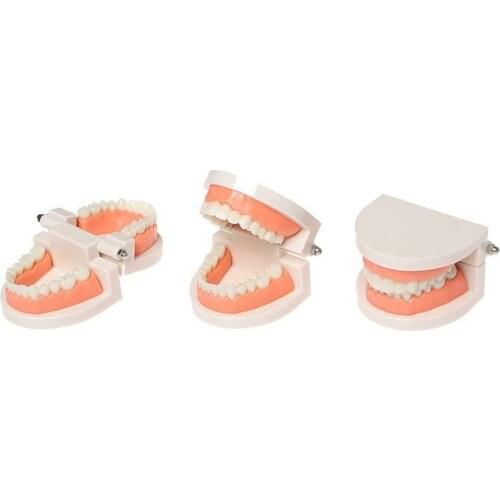 Teeth Model Basic Skill Montessori Materials To Learn Teeth Structure and Teeth Brushing Preschool Early Educational Equipment for Kids Kindergarte Toddler Utensiln