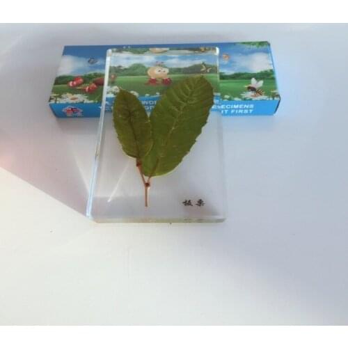 Castanea Mollissima Specimen Model Real Plant Embedded Specimen Real Leaf Specimen Leaf Amber Biological Botany Teaching Aids