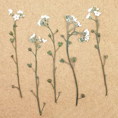 Original Color Forget-me-not On Stems Dried Pressed Flower For Wedding Decoration DIY Gems Free Shipment