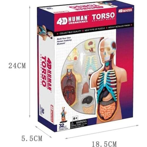 Human viscera anatomy 4D master puzzle assembly toys Medical models