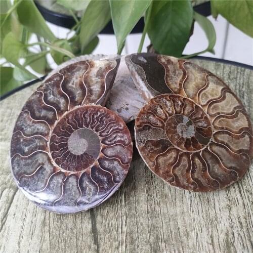 85-90mm Natural Sectcut Ammonite specimens Fossil Conch Piece crystal decor for home chakra crystal fossil stones