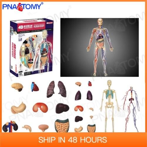 Human Body Anatomy Detachable Internal organs Heart Lung Skeleton DIY Toy Educational Equipment With Manual 4D MASTER