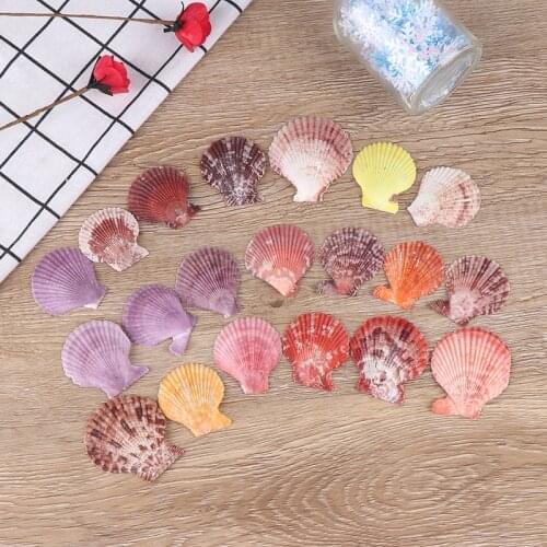 Scallop Shells Crafts Decor Ornament Colorful Natural Seashells Decorations 20pcs