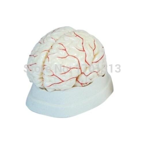 1:1 Cerebral artery model Medical Brain model head model Special decoration Clinic personalized decorative Figurines