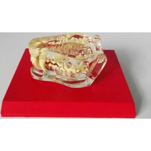 Transparent dog tooth model canine tooth skeletal animal model veterinary teaching instrument