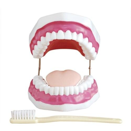 Oral Dental Care Model, teeth model, teeth care model (5x magnification)