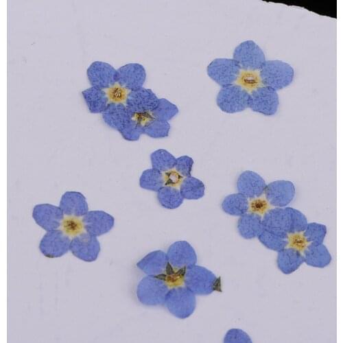 10 Pieces Pressed Real Dried Flowers Forget Me Not for Art Craft Jewelry Making DIY
