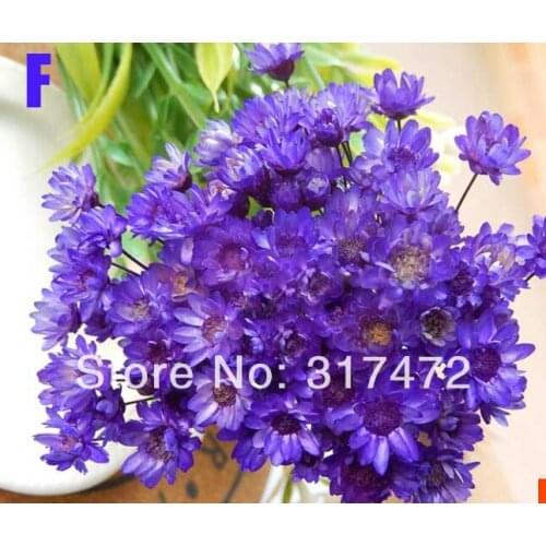 Freeshipping! Purple dry flower stuff fit glass vials glass bottle glass dome glass bubble (you can also mix them)