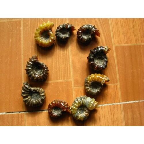 9 Rare Polished "Goat Horn" Douvilleiceras Ammonite Fossil