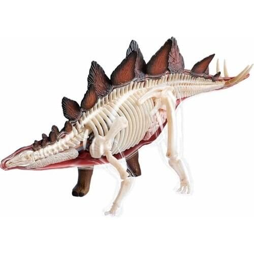4D Master 4d Dinosaur Anatomy Model 2