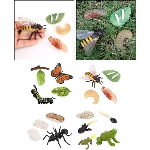 Realistic Animals Life Cycle Ant&Frog&Butterfly&Bee Biological Figures Toy
