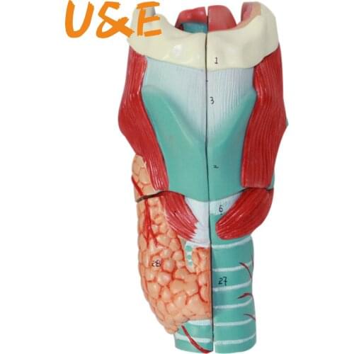 Separation of two parts of parathyroid gland, pharynx, larynx, respiratory system, larynx anatomical model medical teaching