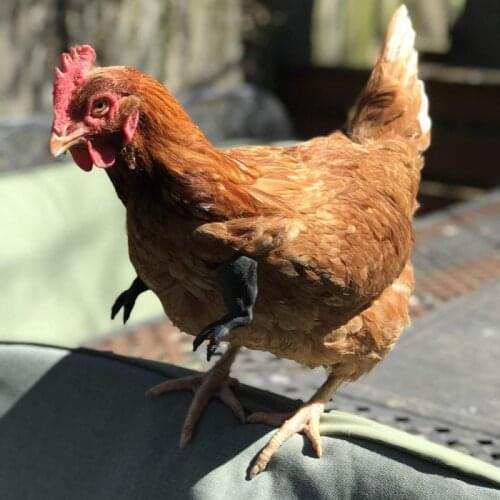 Funny Chicken Toy Gag Gift Wearing Artificial Dinosaur Sword Props Pet Theme Party Funny Bird Decoration Pet Supplies Wholesale