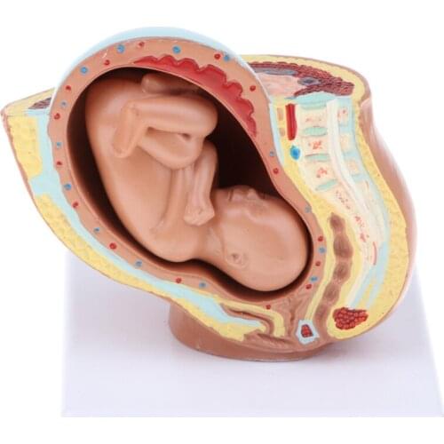 Lifesize 9th Month Fetus Embryo Pregnancy Development Anatomy