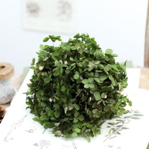 Dried flower Green gold 20G DIY material Grade A Anna Folium Hydrangea polychrome wedding decoration table