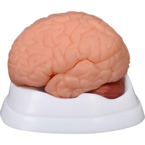 Medical teaching New Style Brain Model 9 Parts