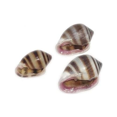 100pcs Ocean Sea shells Wedding Decor Beach Theme Party, Seashells Home Decorations, Fish Tank, sea star