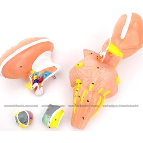 CMAM/13003 Brain- Brainstem and Nuclei of the Hypothalamus,3X, 4parts, Medical Brain Anatomical Human Model