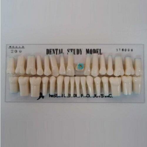 Dental Practice Preparation Resin Adult Tooth Particle Model