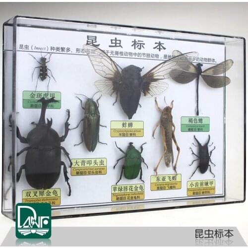 Insect specimens beetle/locust/mantis specimens science teaching equipment child gift